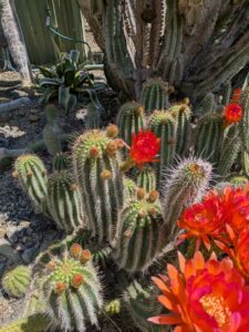 image from the Ruth Bancroft Garden in Walnut Creek - spring 2025