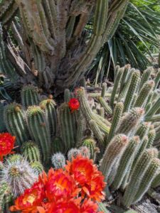image from the Ruth Bancroft Garden in Walnut Creek - spring 2025