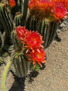 image from the Ruth Bancroft Garden in Walnut Creek - spring 2025