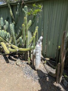 image from the Ruth Bancroft Garden in Walnut Creek - spring 2025