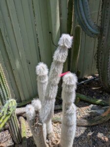 image from the Ruth Bancroft Garden in Walnut Creek - spring 2025