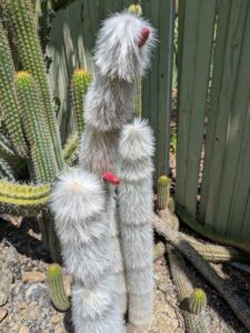 image from the Ruth Bancroft Garden in Walnut Creek - spring 2025