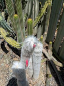 image from the Ruth Bancroft Garden in Walnut Creek - spring 2025