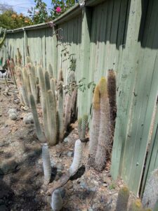 image from the Ruth Bancroft Garden in Walnut Creek - spring 2025