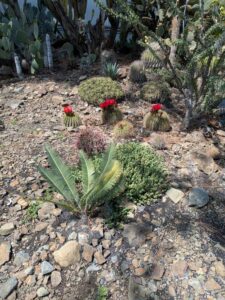 image from the Ruth Bancroft Garden in Walnut Creek - spring 2025