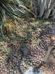 image from the Ruth Bancroft Garden in Walnut Creek - spring 2025