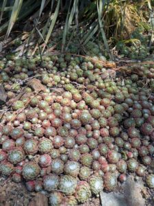image from the Ruth Bancroft Garden in Walnut Creek - spring 2025