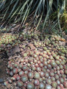 image from the Ruth Bancroft Garden in Walnut Creek - spring 2025