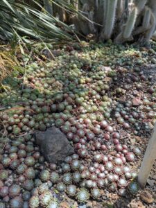 image from the Ruth Bancroft Garden in Walnut Creek - spring 2025