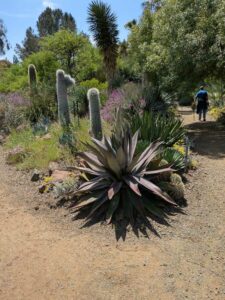 image from the Ruth Bancroft Garden in Walnut Creek - spring 2025