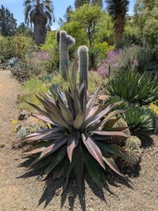 image from the Ruth Bancroft Garden in Walnut Creek - spring 2025