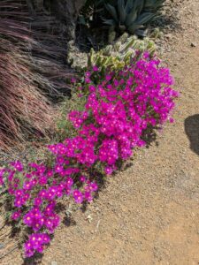 image from the Ruth Bancroft Garden in Walnut Creek - spring 2025
