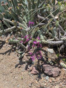 image from the Ruth Bancroft Garden in Walnut Creek - spring 2025