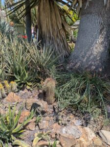 image from the Ruth Bancroft Garden in Walnut Creek - spring 2025