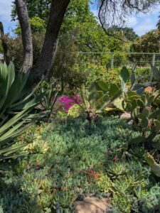 image from the Ruth Bancroft Garden in Walnut Creek - spring 2025