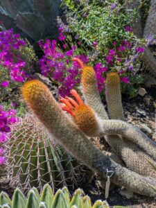 image from the Ruth Bancroft Garden in Walnut Creek - spring 2025