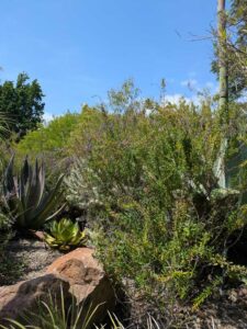 image from the Ruth Bancroft Garden in Walnut Creek - spring 2025