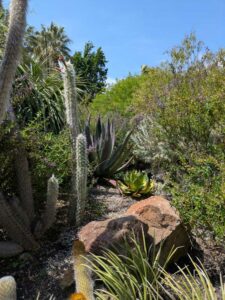 image from the Ruth Bancroft Garden in Walnut Creek - spring 2025