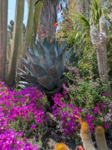 image from the Ruth Bancroft Garden in Walnut Creek - spring 2025
