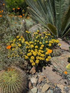 image from the Ruth Bancroft Garden in Walnut Creek - spring 2025
