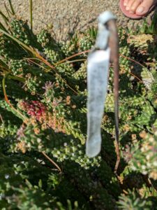 image from the Ruth Bancroft Garden in Walnut Creek - spring 2025