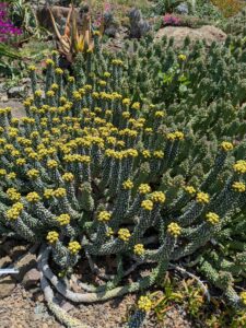 image from the Ruth Bancroft Garden in Walnut Creek - spring 2025