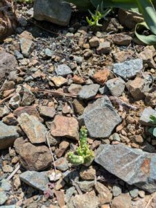 image from the Ruth Bancroft Garden in Walnut Creek - spring 2025