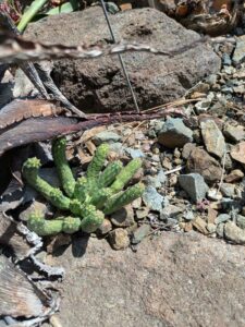 image from the Ruth Bancroft Garden in Walnut Creek - spring 2025