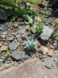 image from the Ruth Bancroft Garden in Walnut Creek - spring 2025