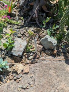 image from the Ruth Bancroft Garden in Walnut Creek - spring 2025