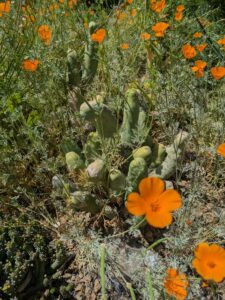 image from the Ruth Bancroft Garden in Walnut Creek - spring 2025