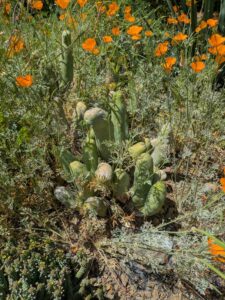 image from the Ruth Bancroft Garden in Walnut Creek - spring 2025