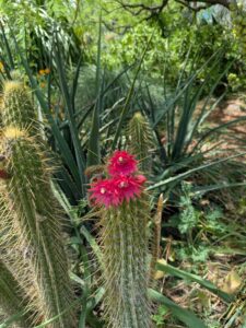 image from the Ruth Bancroft Garden in Walnut Creek - spring 2025