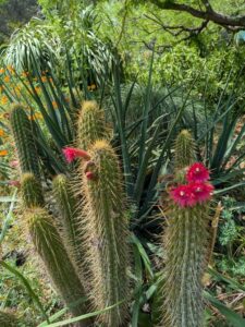 image from the Ruth Bancroft Garden in Walnut Creek - spring 2025