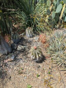 image from the Ruth Bancroft Garden in Walnut Creek - spring 2025