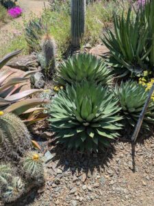 image from the Ruth Bancroft Garden in Walnut Creek - spring 2025