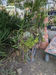 image from the Ruth Bancroft Garden in Walnut Creek - spring 2025