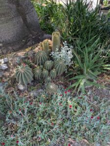 image from the Ruth Bancroft Garden in Walnut Creek - spring 2025