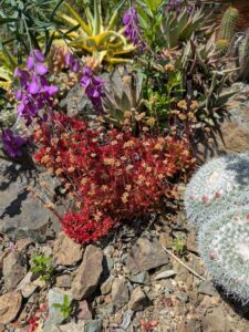 image from the Ruth Bancroft Garden in Walnut Creek - spring 2025
