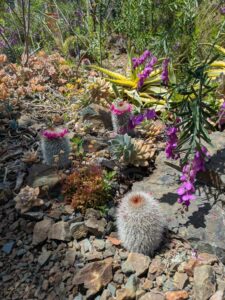 image from the Ruth Bancroft Garden in Walnut Creek - spring 2025
