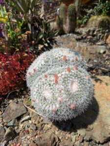 image from the Ruth Bancroft Garden in Walnut Creek - spring 2025