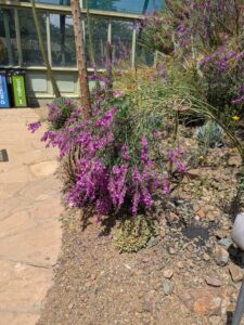 image from the Ruth Bancroft Garden in Walnut Creek - spring 2025