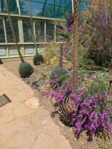 image from the Ruth Bancroft Garden in Walnut Creek - spring 2025