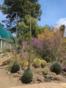 image from the Ruth Bancroft Garden in Walnut Creek - spring 2025