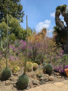 image from the Ruth Bancroft Garden in Walnut Creek - spring 2025