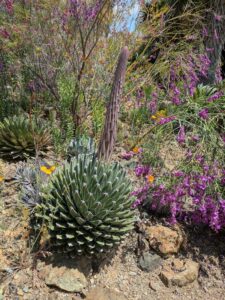 image from the Ruth Bancroft Garden in Walnut Creek - spring 2025