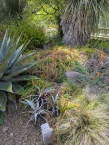 image from the Ruth Bancroft Garden in Walnut Creek - spring 2025