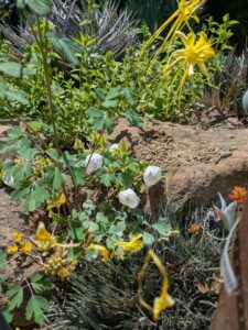 image from the Ruth Bancroft Garden in Walnut Creek - spring 2025