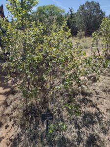 Image from Santa Fe Botanical Garden, May 2024