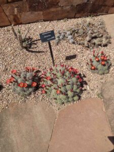 Image from Santa Fe Botanical Garden, May 2024